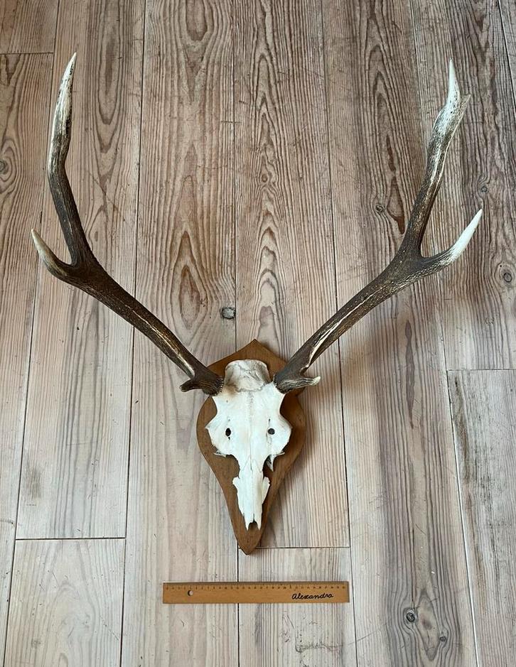 Schedel hert met gewei, Verzamelen, Dierenverzamelingen, Schedel, Hert, Ophalen