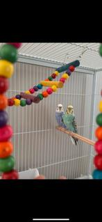 2 grasparkieten en kooi, Dieren en Toebehoren, Vogels | Parkieten en Papegaaien, Vrouwelijk, Parkiet, Tam