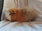 Ch teddy cavia, Animaux & Accessoires, Rongeurs, Cobaye