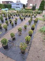 buxusbollen in pot, Tuin en Terras, Planten | Struiken en Hagen, Minder dan 100 cm, Buxus, Ophalen of Verzenden, Struik