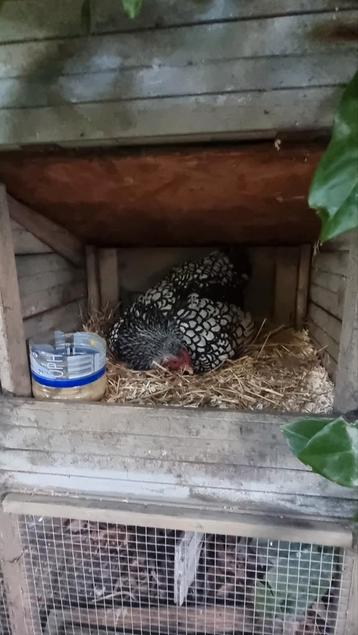 Leg kip beschikbaar voor biedingen