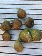 Bio vijgen , zeer zoet en lekker, Tuin en Terras, Ophalen