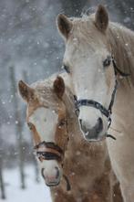 Twee prachtige paarden, Jument
