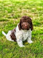 Italiaanse waterhond pups,hier bij ons geboren hypoallergeen, België, Overige rassen, CDV (hondenziekte), 8 tot 15 weken