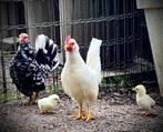 Krielkipjes per koppeltje : haantje + hennetje = €20, Dieren en Toebehoren, Meerdere dieren, Kip