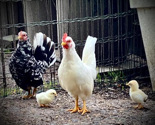 Krielkippen per koppeltje : haantje + hennetje = €20, Dieren en Toebehoren, Pluimvee, Kip, Meerdere dieren