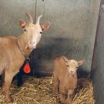 Geitjes, Dieren en Toebehoren, Meerdere dieren, Geit, 0 tot 2 jaar