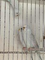 Perruches b, Animaux & Accessoires