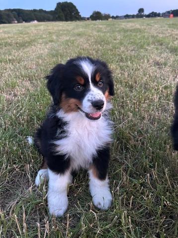 Prachtige Australische herder pups beschikbaar voor biedingen