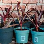 Crinum asiaticum purpureum, Tuin en Terras, Planten | Tuinplanten, Ophalen
