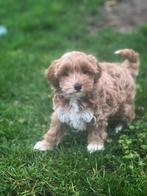 Uniek mooie Maltipoo pupjes bij ons geboren, Dieren en Toebehoren, Honden | Niet-rashonden, België, CDV (hondenziekte), 8 tot 15 weken