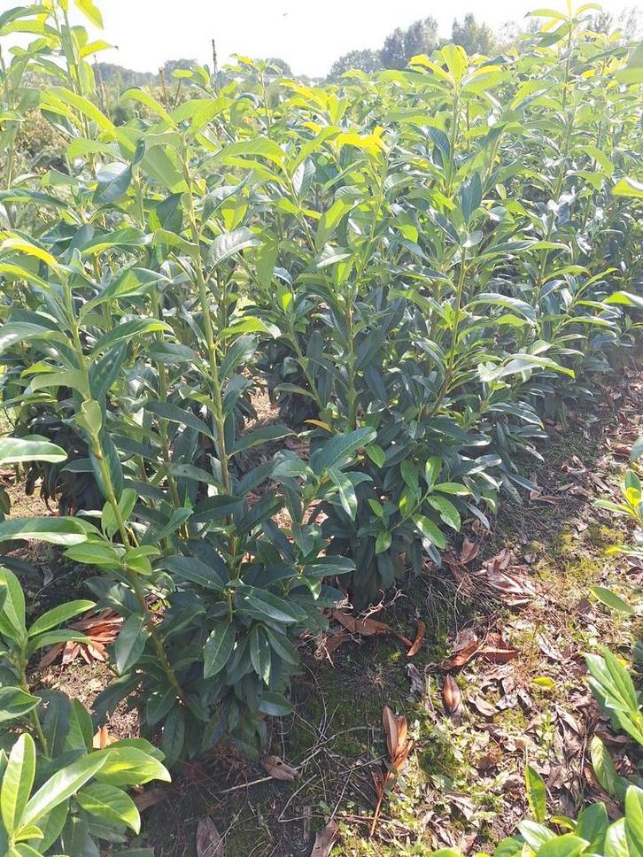 Prunus laurocerasus genolia, laurier tot 125 cm, Tuin en Terras, Planten | Struiken en Hagen, Laurier, Ophalen of Verzenden