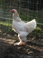 Te koop: 3 brahma hanen in verschillende kleuren, Dieren en Toebehoren, Pluimvee, Mannelijk, Kip