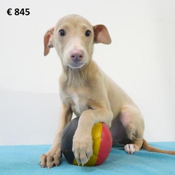 Italiaanse Windhond pup te koop (Belgisch)