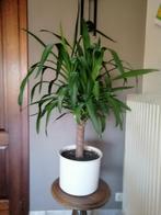 Gezonde yucca, Huis en Inrichting, Kamerplanten, Ophalen, Halfschaduw, In pot, Minder dan 100 cm