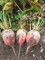 Betterave fourragère, Enlèvement