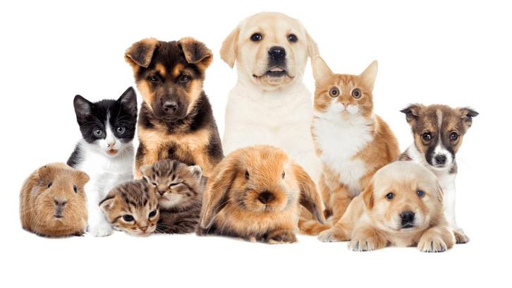 Garde animaux, Divers, Divers Autre, Neuf, Enlèvement