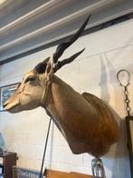 Eeland antilope, Enlèvement