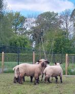 Hampshire Down ramlammeren, Animaux & Accessoires, Moutons, Chèvres & Cochons