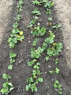 aardbeiplantjes, Ophalen