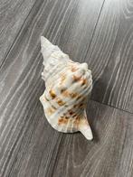 Tritonshoorn schelp, Ophalen of Verzenden