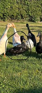 Koppel smaragdeenden te koop, Dieren en Toebehoren, Meerdere dieren, Eend