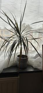 Kamerplanten Dracaena yucca+ clay pot, Ophalen, Yucca