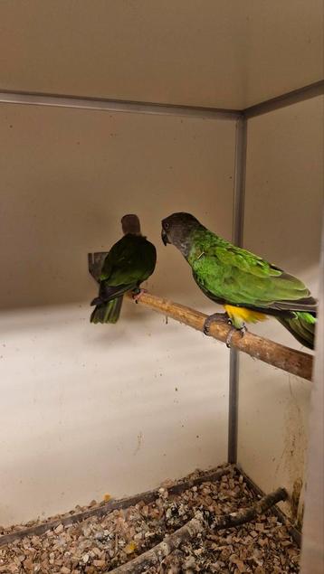 Koppel: Senegal papegaai, Dieren en Toebehoren, Vogels | Parkieten en Papegaaien, Papegaai