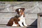 Heel mooie Chocolat tricolor and -White Border Collie pups, Dieren en Toebehoren, Honden | Herdershonden en Veedrijvers, CDV (hondenziekte)