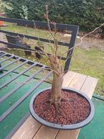 1 beuk, Tuin en Terras, Ophalen