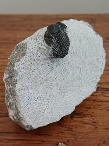 Trilobieten op moedergesteente - proetus - klein maar fijn! beschikbaar voor biedingen