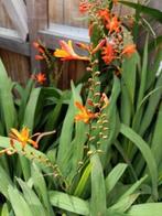 Oranje crocosmia , lees beschrijving, Volle zon, Vaste plant, Zomer, Ophalen