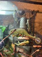 Baby Jemen Kameleons, Dieren en Toebehoren, Reptielen en Amfibieën, Overige soorten, 0 tot 2 jaar