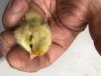 Kwartel kuikens, Dieren en Toebehoren, Pluimvee, Meerdere dieren, Overige soorten