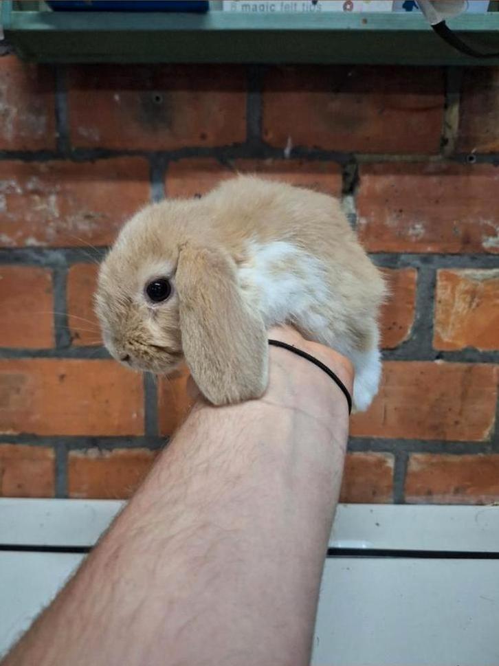 Jonge Nederlandse hangoordwergjes koppeltje, Dieren en Toebehoren, Konijnen, Dwerg, Hangoor