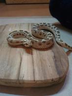 Western Hognose -Artic Anaconda – Mannetje, Dieren en Toebehoren, Slang, Tam, 0 tot 2 jaar