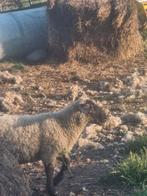 Ooilam, Dieren en Toebehoren