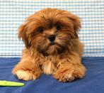 Super mooie Lhasa Apso pups!, Dieren en Toebehoren, Honden | Chihuahua's en Gezelschapshonden, 15 weken tot 1 jaar, Overige rassen
