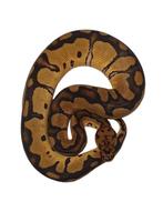 Ball python Yellowbelly clown 1.0, Animaux & Accessoires, Reptiles & Amphibiens