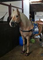 Gezocht  Niagara equissage  pulse set, Dieren en Toebehoren