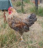 Olive egger F1 haan, Mannelijk, Kip