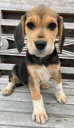 Beagle pups, België, Beagle, 8 tot 15 weken, Teef
