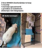 2 Binnen dwegkonijnen, Dieren en Toebehoren, Pluimvee, Meerdere dieren, Overige soorten