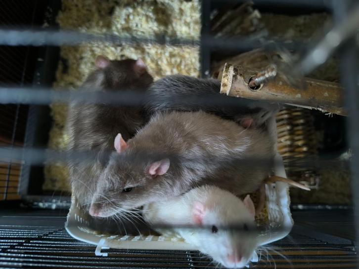 4 mannelijke jongvolwassen tamme ratten, Dieren en Toebehoren, Knaagdieren, Meerdere dieren, Rat, Juni, Tam