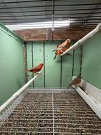 Canaris femelle agate rouge, Ophalen