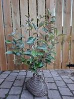 Olijwilg - Elaeagnus ebbingei 40–60 cm – volle grond, Ophalen, Haag