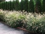 Pennisetum hameln, Tuin en Terras, Planten | Tuinplanten, Ophalen, Vaste plant, Siergrassen