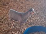 Bruin schimmel geitje te koop, Dieren en Toebehoren, Schapen, Geiten en Varkens