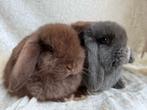 2 Prachtig mooie lieve super handtamme Minilop konijntjes, Animaux & Accessoires, Lapins, Plusieurs animaux, Petit, Oreilles tombantes