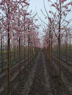 Cerisiers d'ornement en formes et en tailles, Enlèvement ou Envoi, Automne